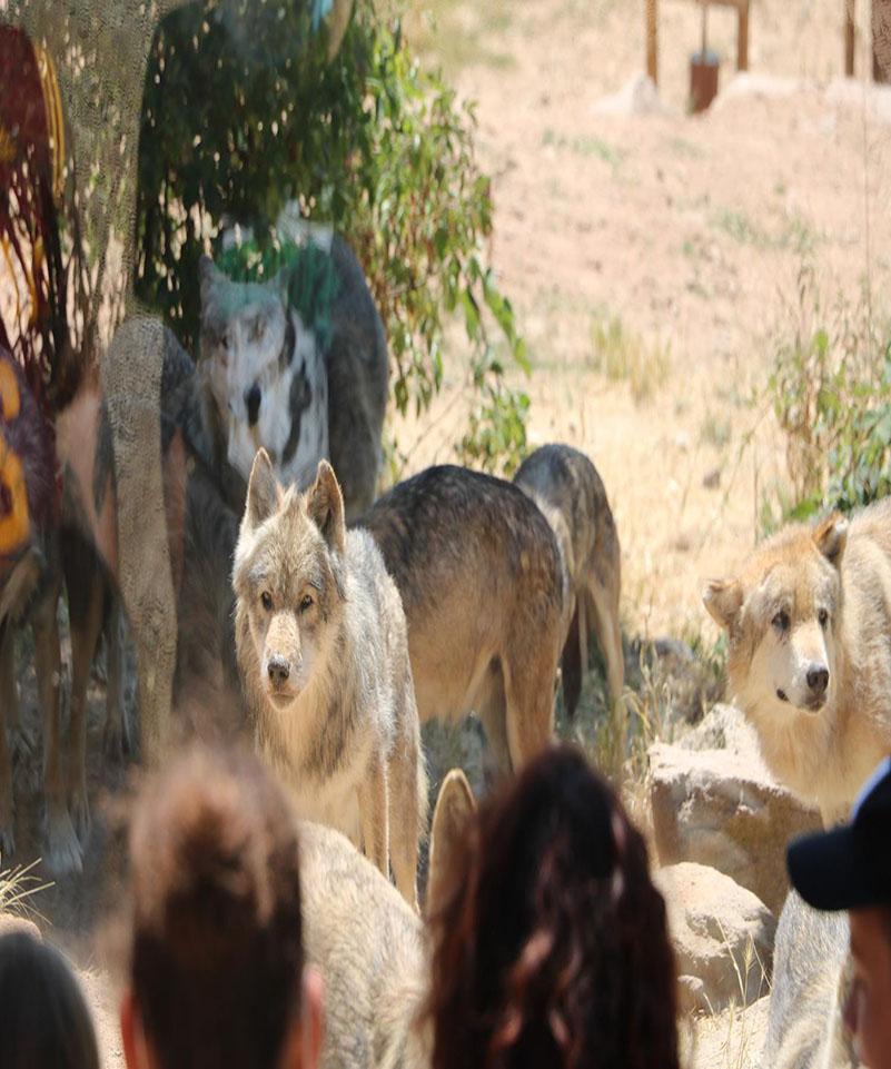 Activité Visite des loups du parc des Loups du gévaudan au Village de gîtes chanac(camping chanac)